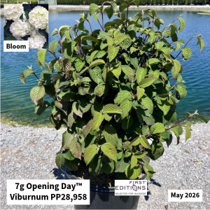 May 2026 7g Opening Day Viburnum Website